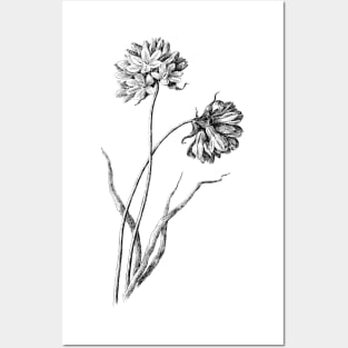 Wildflower Black and White Botanical Illustration Posters and Art
